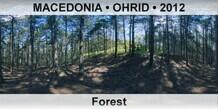 FYR MACEDONIA • OHRID Forest